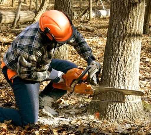 Tree Removal in Horseshoe Bend, ID